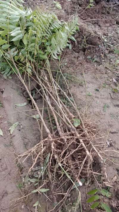 出售臭椿苗，巨峰葡萄苗。药用连翘苗，科研五号优质种苗，2/5年苗，药用连翘树，挂果树，全国包邮到家！财富密码18534302961