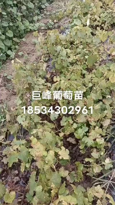 出售早熟巨峰葡萄苗。药用连翘苗，科研五号优质种苗，2/5年苗，药用连翘树，挂果树，全国包邮到家！财富密码18534302961
