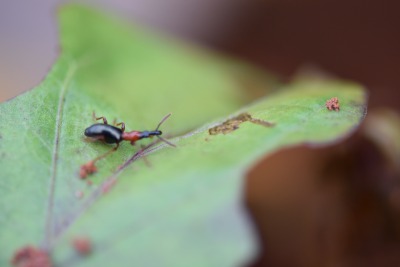 甘薯小象甲的危害与识别