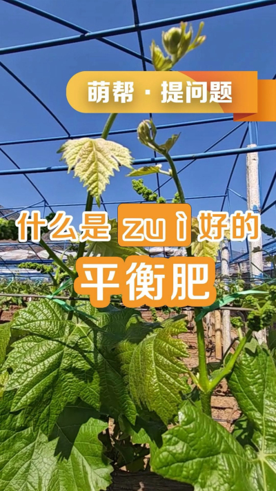 什么是最好的平衡肥