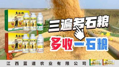 冬季种植，油菜，小麦，草莓等作物的，出现了除草剂药害，黄叶，僵苗，苗不长等问题，马上用多石粮，确保5天见到效果。