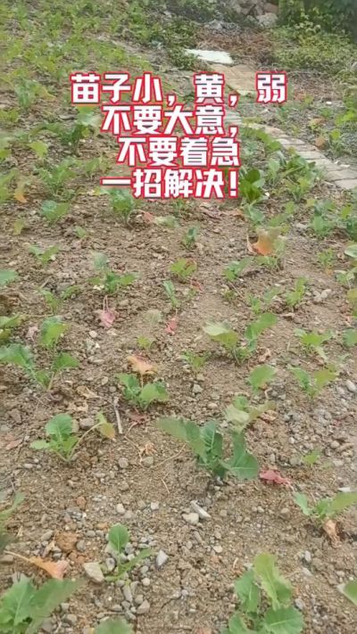 油菜苗子弱苗子小，就用多石粮，5天见效果。