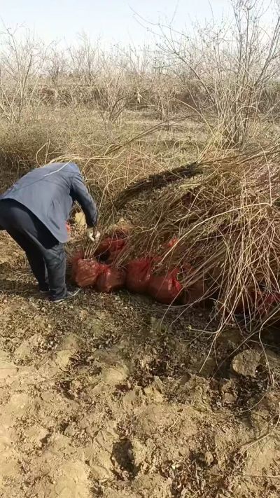 出售药用连翘苗，科研五号优质种苗，2/5年苗，药用连翘树，挂果树，全国包邮到家！财富密码18534302961出售药用连翘苗，科研五号优质种苗，2/5年苗，药用连翘树，挂果树，全国包邮到家！财富密码1