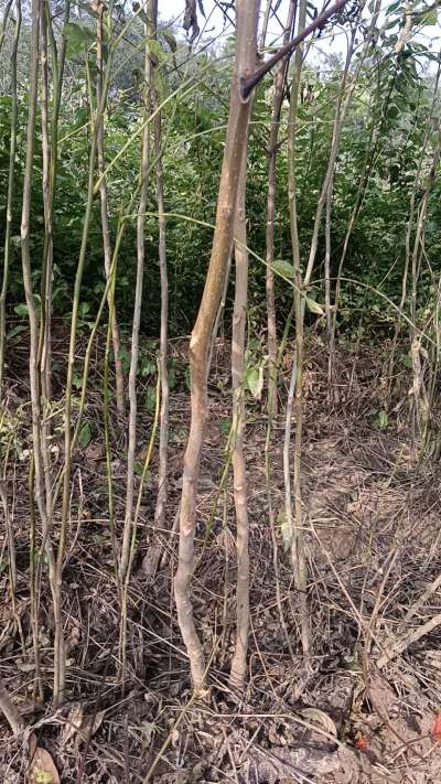 出售臭椿苗，巨峰葡萄苗。药用连翘苗，科研五号优质种苗，2/5年苗，药用连翘树，挂果树，全国包邮到家！财富密码18534302961