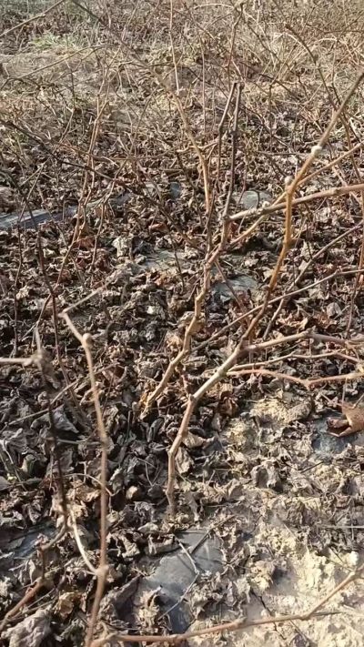 户太八号葡萄苗，，一年扦插苗，需要联系我