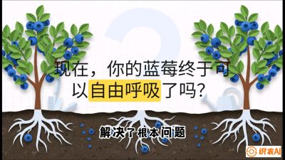 第3节：别把树&ldquo;憋死&rdquo;&mdash;&mdash;正确的定植与换盆手法,   课程：《蓝莓&ldquo;高产&rdquo;实战课：从选苗到丰收的10个关键点》