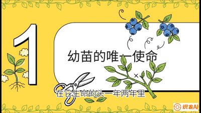 第6节：修剪决定产量（上）&mdash;&mdash;幼苗期与生长期修剪， 课程：《蓝莓&ldquo;高产&rdquo;实战课：从选苗到丰收的10个关键点》