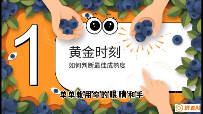 第10节：完美的&ldquo;果粉&rdquo;&mdash;&mdash;采摘时机与保鲜， 课程：《蓝莓&ldquo;高产&rdquo;实战课：从选苗到丰收的10个关键点》