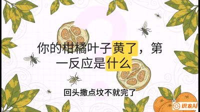 第一节：保命生死线&mdash;&mdash;黄龙病与木虱，课程：《柑橘十大病虫害：从入门到精通》