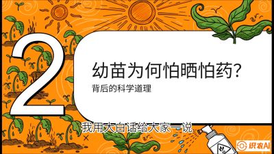 第02节：幼树管理&mdash;&mdash;&ldquo;防晒又防草，树势起得早&rdquo;，课程：《槟榔种植：从不懂到精通的10堂必修课》