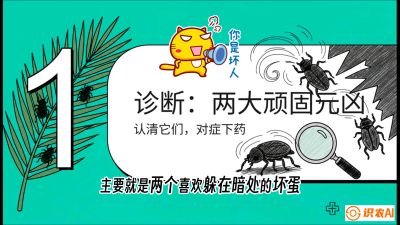 第06节：顽固虫害防治&mdash;&mdash;&ldquo;钻心虫与红蜘蛛，打准时间才服输&rdquo;《槟榔种植：从不懂到精通的10堂必修课》