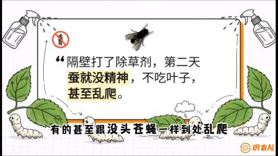 第05节：养蚕人的&ldquo;排雷战&rdquo;&mdash;&mdash;除草剂的生死禁忌，课程：《桑海淘金：桑树高产与蚕桑安全进阶实战课》