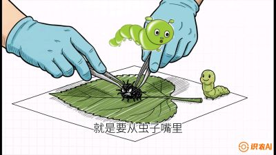 第07节：虫口夺叶（下）&mdash;&mdash;不得不打药时的&ldquo;解毒术&rdquo;，课程：《桑海淘金：桑树高产与蚕桑安全进阶实战课》