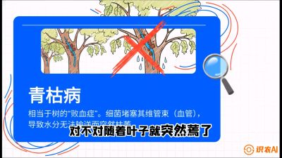 第08节：看不见的杀手&mdash;&mdash;青枯病与萎缩病，课程：《桑海淘金：桑树高产与蚕桑安全进阶实战课》