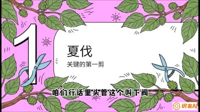 第11节：叶果双收&mdash;&mdash;特殊的夏伐与冬伐，课程：《桑海淘金：桑树高产与蚕桑安全进阶实战课》