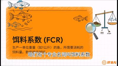 第五节：【高端单品&middot;鳜鱼】&ldquo;饲料鳜&rdquo;技术：打破吃活饵的高成本魔咒，课程：《黄金鳞甲：2025中国淡水鱼高效养殖实战营》