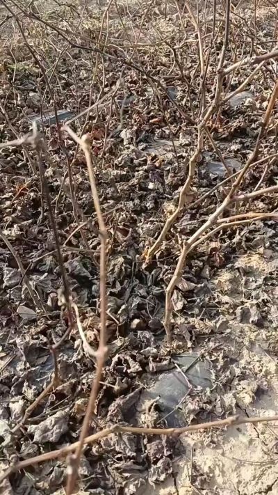 户太八号葡萄苗，一年扦插苗，需要联系，全国包邮到家。18534302961