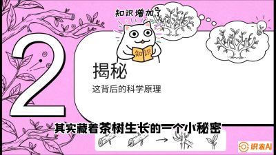 第04节（修剪篇）：树势复活术：从&ldquo;越剪越弱&rdquo;到&ldquo;枝繁叶茂&rdquo;的能量管理与夏秋茶逆袭，课程：《茶金时代：从&ldquo;看天吃饭&rdquo;到&ldquo;精准控局&rdquo;的茶叶高产提质实战课》