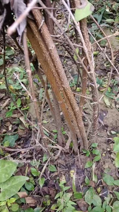 出售药用连翘苗，科研五号优质种苗，2/5年苗，药用连翘树，挂果树，全国包邮到家！财富密码18534302961出售药用连翘苗，科研五号优质种苗，2/5年苗，药用连翘树，挂果树，全国包邮到家！财富密码1