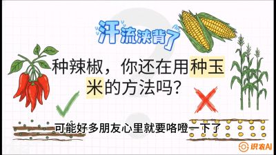 第1节：【品种定江山】工业辣椒vs小米辣：底肥公式与密度陷阱的&ldquo;百万生意经&rdquo;，课程：《辣椒种植实战特训营，从工业辣椒到精品小米辣，教你如何把&ldquo;草&rdquo;种成&ldquo;金&rdquo;》