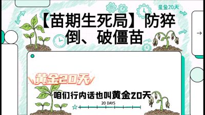 第2节：【苗期生死局】防猝倒、破僵苗，决定后期产量的&ldquo;黄金20天&rdquo;，课程：《辣椒种植实战特训营，从工业辣椒到精品小米辣，教你如何把&ldquo;草&rdquo;种成&ldquo;金&rdquo;》
