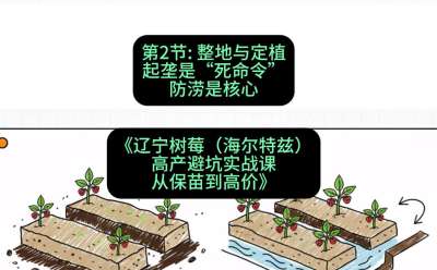 第二节： 整地与定植&mdash;&mdash;起垄是&ldquo;死命令&rdquo;，防涝是核心，课程：《辽宁树莓（海尔特兹）高产避坑实战课：从保苗到高价》