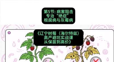 第五节： 病害阻击&mdash;&mdash;专治&ldquo;绝症&rdquo;根腐病与灰霉病，课程：《辽宁树莓（海尔特兹）高产避坑实战课：从保苗到高价》