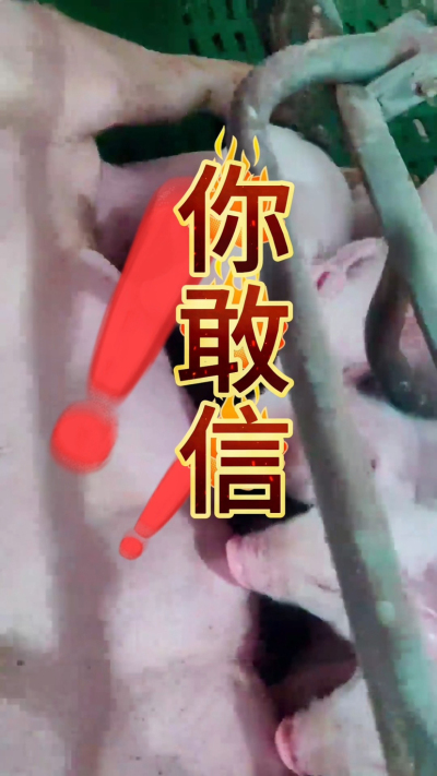小猪抢不到奶，干瘦不长肉？成活率总上不去？😭
自从用上南商农科这款仔猪补奶机，再也没这烦恼！
✅ 一键设置下料参数，新手也能上手
✅ 恒温补奶，小猪抢着喝，长势超均匀
从车间精工组装到猪场落地使用，每