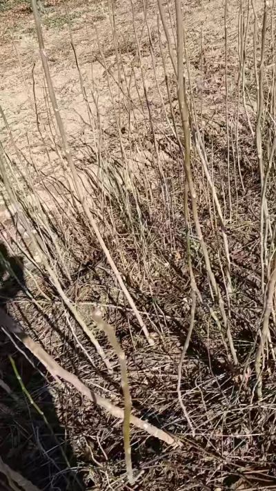 出售臭椿苗，巨峰葡萄苗。药用连翘苗，科研五号优质种苗，2/5年苗，药用连翘树，挂果树，全国包邮到家！财富密码18534302961