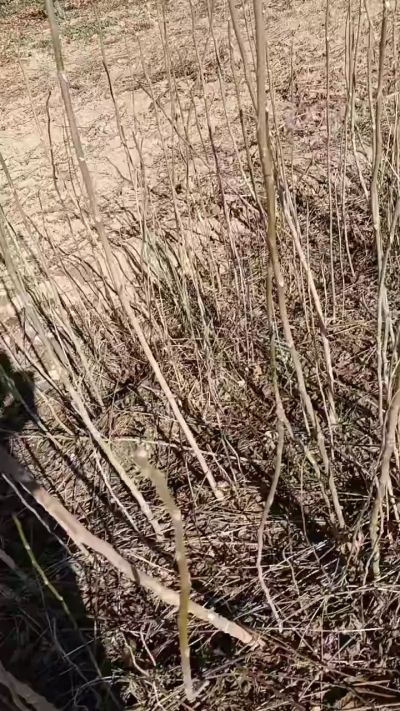 出售臭椿苗，巨峰葡萄苗。药用连翘苗，科研五号优质种苗，2/5年苗，药用连翘树，挂果树，全国包邮到家！财富密码18534302961