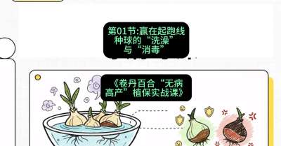 第01节：赢在起跑线&mdash;&mdash;种球的&ldquo;洗澡&rdquo;与&ldquo;消毒&rdquo;，课程：《卷丹百合&ldquo;无病高产&rdquo;植保实战课》#识农AI