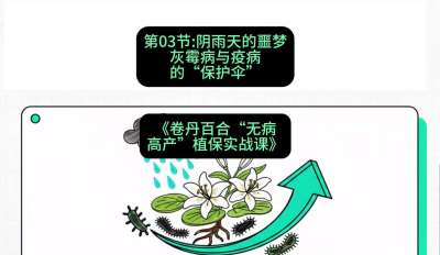 第03节：阴雨天的噩梦&mdash;&mdash;灰霉病与疫病的&ldquo;保护伞&rdquo;，课程：《卷丹百合&ldquo;无病高产&rdquo;植保实战课》#识农AI