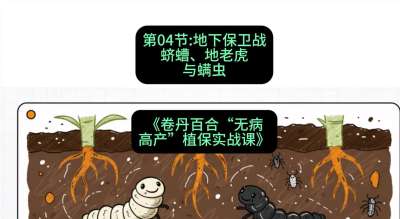 第04节：地下保卫战&mdash;&mdash;蛴螬、地老虎与螨虫 ，课程：《卷丹百合&ldquo;无病高产&rdquo;植保实战课》#识农AI