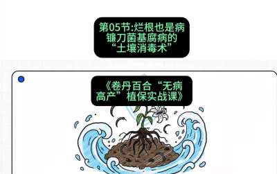 第05节：烂根也是病&mdash;&mdash;镰刀菌基腐病的&ldquo;土壤消毒术&rdquo; ，课程：《卷丹百合&ldquo;无病高产&rdquo;植保实战课》#识农AI