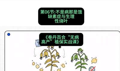 第06节：不是病那是饿&mdash;&mdash;缺素症与生理性烧叶 ，课程：《卷丹百合&ldquo;无病高产&rdquo;植保实战课》#识农AI