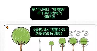 第04节：网红&ldquo;棒棒糖&rdquo;&mdash;&mdash;单干高杆植物的速成法，课程：《景观树木&ldquo;整形外科&rdquo;造型实战特训营》#识农AI
