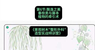 第06节：飘逸之美&mdash;&mdash;垂枝类与藤本植物的牵引术，课程：《景观树木&ldquo;整形外科&rdquo;造型实战特训营》#识农AI