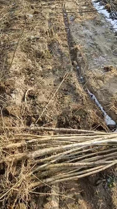 臭椿树苗，一年苗，需要联系18534302961