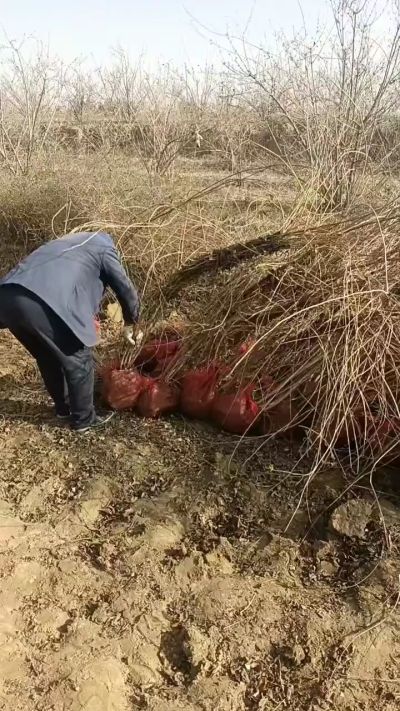 出售药用连翘苗，科研五号优质种苗，2/5年苗，药用连翘树，挂果树，全国包邮到家！财富密码18534302961出售药用连翘苗，科研五号优质种苗，2/5年苗，药用连翘树，挂果树，全国包邮到家！财富密码1