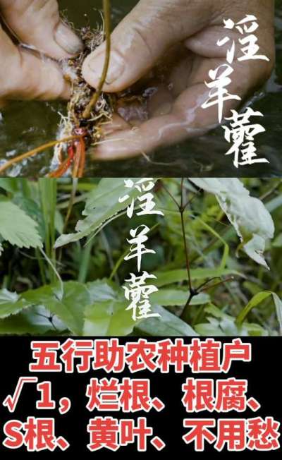 177，1907，0725，V 同号
1  老乡们！种淫羊藿不用乱买肥，咱这款专用肥，针对淫羊藿习性配的，壮苗防烂根，采收多卖钱，用过都回头！
2  咱种淫羊藿图的就是省心高产！专用肥薄肥勤施，苗不烧