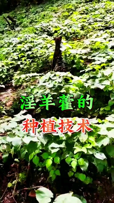 揭秘&ldquo;仙草&rdquo;淫羊藿的种植密码！耐严寒耐贫瘠，林下套种不占耕地，管理简单还能套种其他作物，一亩地的投入两亩地的收益～ 想返乡创业的赶紧码住！ #淫羊藿种植技术 #返乡创业项目 #药材种植指南 #农业新风