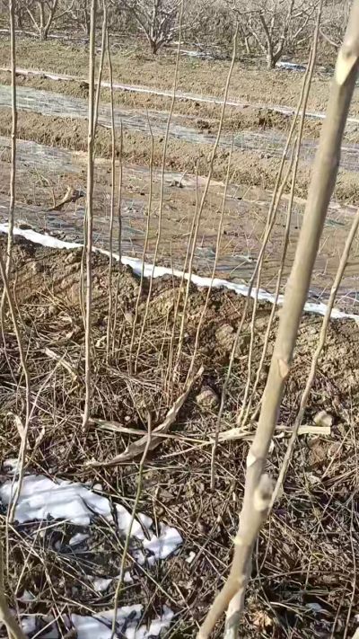 臭椿苗，一年苗，需要联系我，全国包邮到家。18534302961