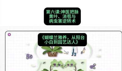 第六节：神医把脉：黄叶、消苞与病虫害逆转术，课程：《蝴蝶兰雅养六讲：从阳台小白到园艺达人》#识农AI