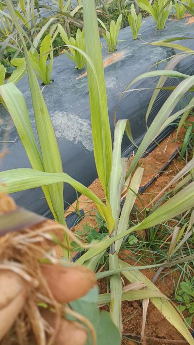 黑甘蔗种植下去，三个月。第一次追肥，