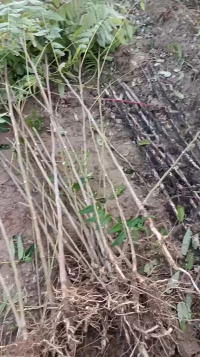 出售臭椿苗，巨峰葡萄苗。药用连翘苗，科研五号优质种苗，2/5年苗，药用连翘树，挂果树，全国包邮到家！财富密码18534302961